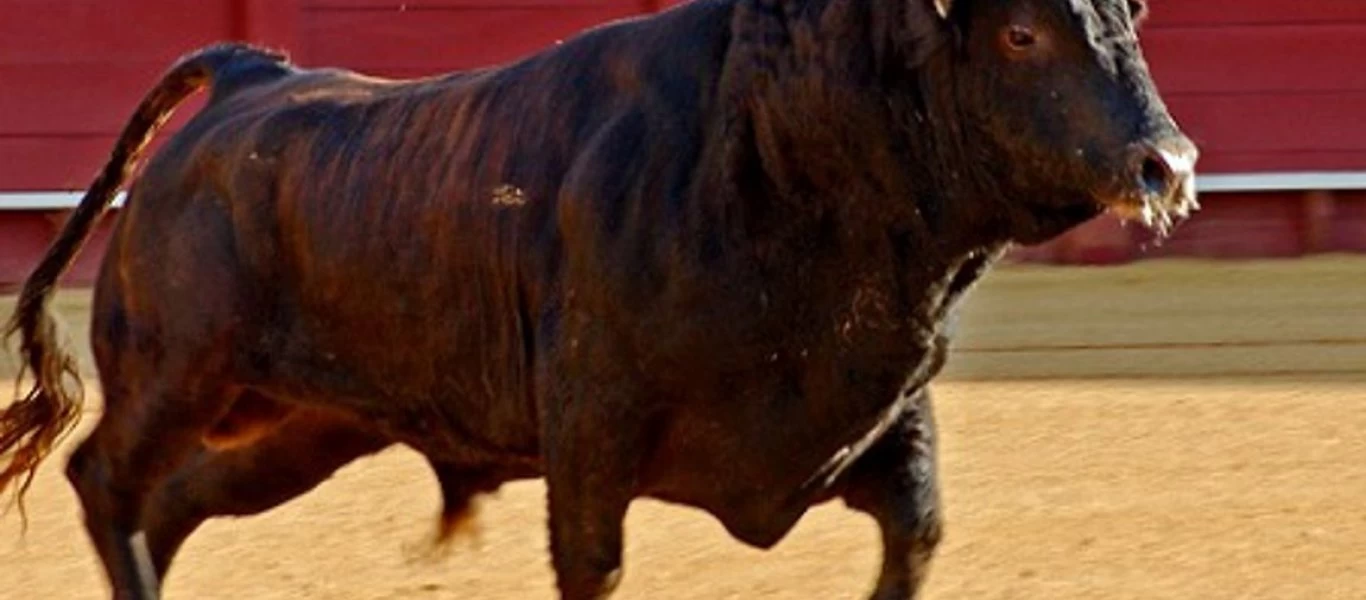 Κι όμως το κατάφερε: Δάσκαλος απόδειξε σε 40 μαθητές ότι οι ταύροι δεν επιτίθενται αν δεν τους επιτεθείς (βίντεο)